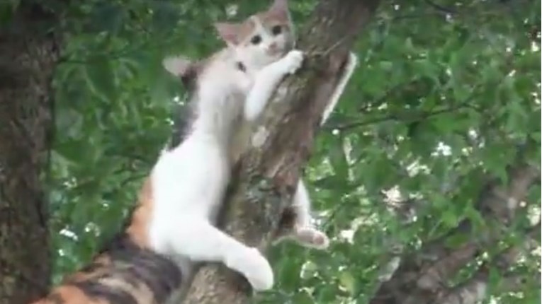 VIDEO Mače je zapelo na drvetu, a njegova mama se bori da ga spasi